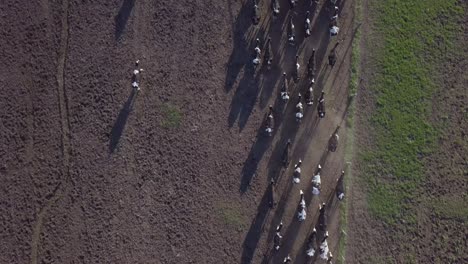 Herd-of-Cows-Running-on-Dusty-Farmland,-Birdseye-Aerial-View
