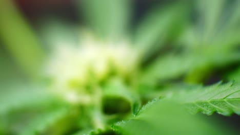 Nahaufnahme-Kristalle-Medizinisches-Marihuana-Betäubungsmittel-Cannabispflanze-Illegal-Verbotenes-Gewächshaus-Kräuterkraut-Wegziehen