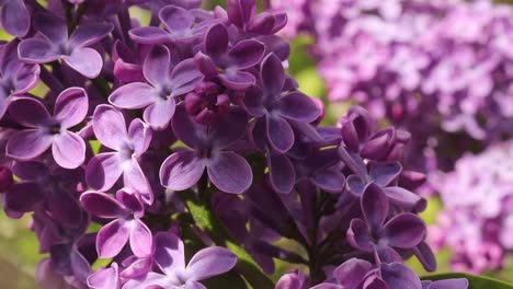 Flores-Violetas-De-Lila-Columpiándose-En-Una-Suave-Brisa,-De-Cerca