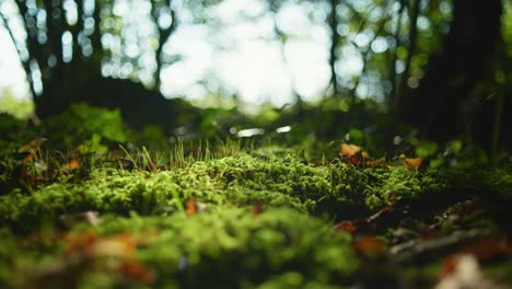 4K-cinematic-macro-shot-of-green-moss-on-the-ground-of-a-forest,-in-the-middle-of-a-sunny-day