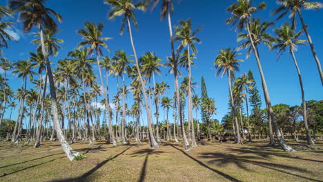Stretching-shadows-of-tall-coconut-palm-trees-show-the-passage-of-time-like-a-natural-sundial-on-the-balmy-day-in-tropical-paradise---time-lapse-cloudscape
