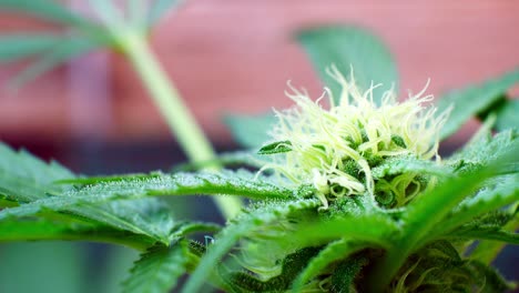Marihuana-Medicinal-Narcótico-Planta-De-Cannabis-Ilegal-Prohibido-Invernadero-Cultivo-De-Hierba-Herbaria