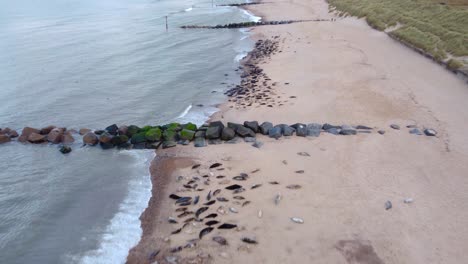 Aerial-shot-of-a-beach,-tilting-down-to-view-a-herd-of-grey-seals-lying-basking-on-the-North-Sea-shoreline,-Horsey-Gap,-Norfolk,-England