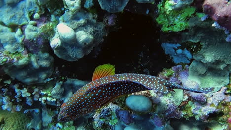 Nahaufnahme-Eines-Korallenzackenbarschs,-Der-Entlang-Der-Koralle-In-Der-Nähe-Von-Sea-Goldies-Schwimmt