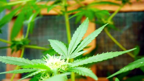 Medizinisches-Marihuana-Betäubungsmittel-Cannabispflanze-Illegales-Innengewächshaus-Kräuterkraut
