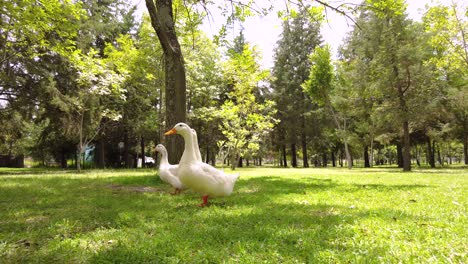 Three-curious-white-ducks-looking-for-food-and-walking-around-at-the-park