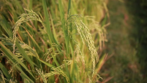 organic-Rice-farming-in-india