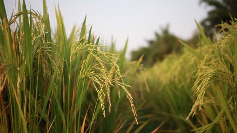 Junger-Reis,-Der-Mit-Starkem-Wind-Und-Wellen-Im-Grünen-Feld-Schwankt