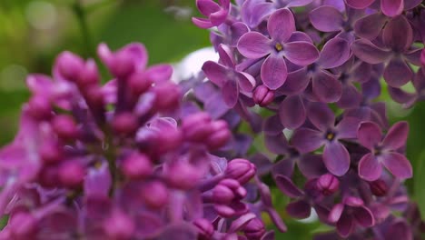 Schließen-Sie-Sich-An-Violetten-Fliederblumen-Am-Sonnigen-Frühlingstag-An