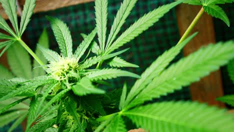 Marihuana-Medicinal-Narcótico-Cannabis-Planta-Ilegal-Jardín-Prohibido-Invernadero-Herbario-Maleza-Dolly-Izquierda
