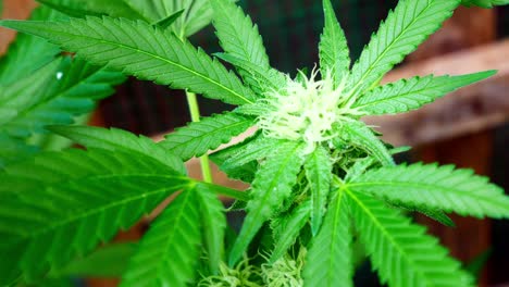 Medizinisches-Marihuana-Betäubungsmittel-Cannabispflanze-Ernte-Illegal-Verbotenes-Gewächshaus-Kräuterkraut