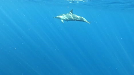 Delfines-Nadando-Libremente-Cerca-De-La-Superficie-Del-Agua---Toma-Submarina