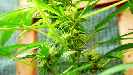 Medizinisches-Marihuana-Narkotische-Freizeit-cannabispflanze-Illegales-Kräuterunkraut-Dolly-Links-Nahaufnahme