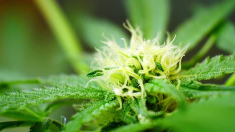 Medizinische-Marihuanakristalle-Nahaufnahme-Narkotische-Cannabispflanze-Illegal-Verbotenes-Gewächshaus-Kräuterkraut