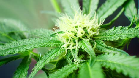 Medizinisches-Marihuana-Narkotische-Cannabiskristalle-Pflanzen-Illegales-Drinnen-Wachsendes-Kräuterkraut-Nahaufnahme