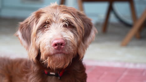 Aussiedoodle-dog-puppy-looking-straight-into-the-camera