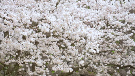Slow-Motion-Of-Sakura-Flowers-Sway-As-The-Wind-Blows-In-Kanazawa,-Japan
