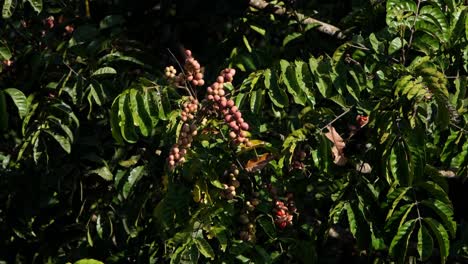 Ein-Fruchtbaum,-Der-Unter-Der-Warmen-Morgensonne-Im-Khao-Yai-Nationalpark-In-Thailand-Ausgesetzt-Ist