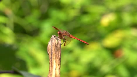 Korean-Red-Dragonfly-Firecracker-Skimmer-Perched-on-Rotten-Dry-Plant-in-a-Garden---side-view