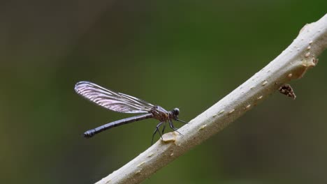 Seen-perched-on-a-diagonal-stem-almost-motionless,-a-fly-approaches-it-after-few-seconds