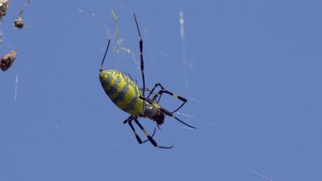 Big-Joro-Spider-biting-and-holding-caught-alive-prey-in-the-cobweb-over-blue-sky-in-South-Korea,-close-up