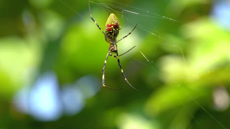 Joro-Spider-with-6-legs-swing-in-the-web-in-South-Korea,-close-up