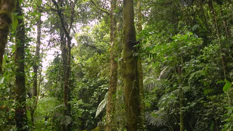 trees-in-the-rainforest-inside-the-mountains