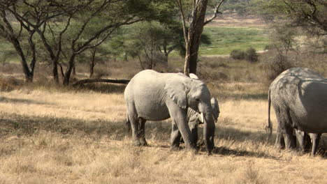 Afrikanischer-Elefant,-Der-Unter-Baum-Sucht
