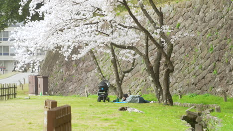 Familia-Asiática-Relajándose-Bajo-Un-árbol-De-Sakura-Blanco-Con-Pétalos-Cayendo-En-El-Parque-En-Kanazawa,-Japón