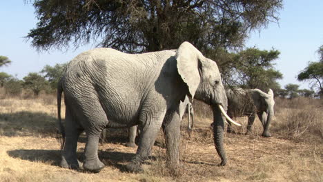 African-elephant-foraging-and-walking-away,-calf-follows-rapidly-behind