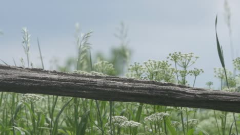 Rustic-Wooden-Farm-Fence-Surrounded-By-Wild-Plants-And-Grass
