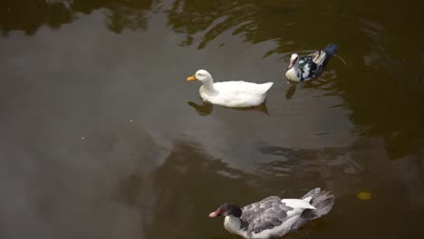 Patos-Nadando-En-El-Estanque