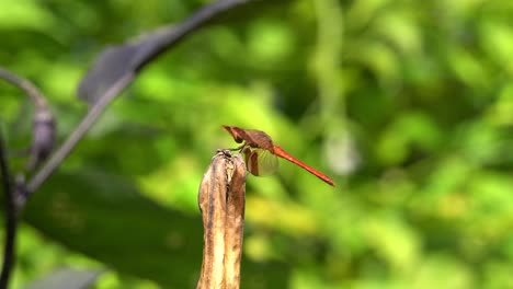 Firecracker-Skimmer-Red-Dragonfly-Sitting-on-Plant