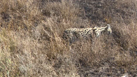 Serval---looking-around-and-walking-through-high-grasses