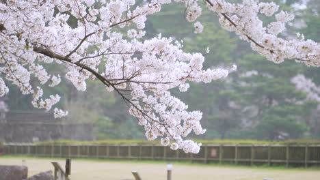 Nahaufnahme-Von-Wunderschönen-Sakura-Blüten-Auf-Einem-Baum,-Der-Im-Frühling-Von-Einer-Brise-Verweht-Wird