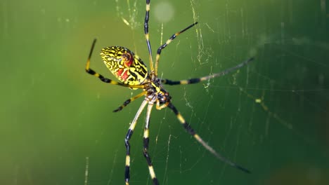 Joro-Spider--Trichonephila-Clavata-or-Nephila-Clavata---hanging-in-the-web-in-Japan,-macro-of-the-abdomen-with-silk-close-up