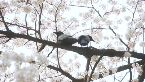 Krähenpaar-Auf-Einem-Ast,-Umgeben-Von-Weißen-Sakura-Blüten