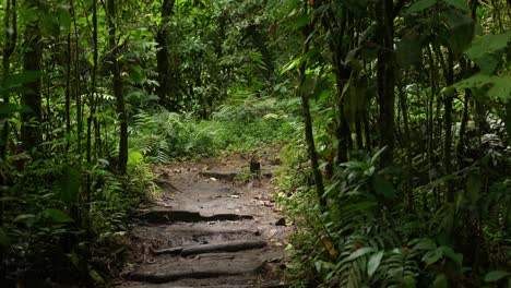 rainforest-trail-along-with-trees-in-the-mountains