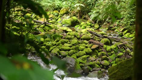 Rocas-Cubiertas-De-Musgo-Por-El-Río-En-La-Selva-Tropical-Profunda-Con-árboles-Verdes