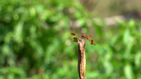 Firecracker-Skimmer-Red-Dragonfly-Turn-Head-Around-while-Resting-on-Twig-or-Plant,-South-Korea,-Geumsan-city
