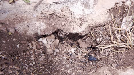 Ant-colony-attacking-a-blue-beetle-on-a-rocky-dirt-terrain,closeup