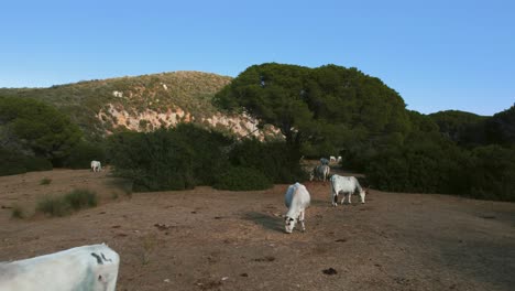 Aerial-drone-footage-of-white-cattle-cows-in-the-pine-tree-forest-at-the-beach-seaside-coast-at-Maremma-National-Park-in-Tuscany,-Italy-with-blue-cloud-sky-and-green-umbrella-shaped-trees