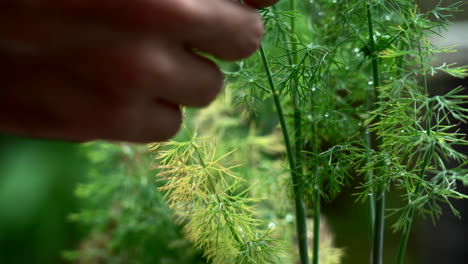 Farmer-is-picking-up-fresh-dill-from-his-garden