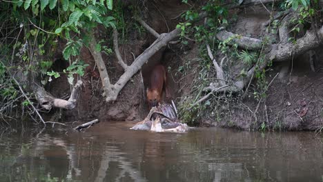 Seen-pulling-the-carcass-of-the-Sambar-deer-out-of-the-water-in-the-afternoon,-making-a-school-of-fish-jump-out-of-the-water,-Asian-Wild-Dog-or-Dhole,-Cuon-alpinus,-Khao-Yai-National-Park,-Thailand