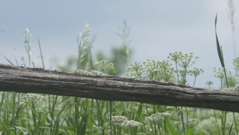Rustikaler-Alter-Bauernzaun,-Insekten-Fliegen-Mit-Wilder-Wiese-Im-Hintergrund
