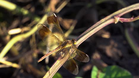 Schöne-Skimmer-Libelle,-Die-Bei-Sonnenuntergang-Auf-Dem-Stamm-Der-Pflanze-Thront