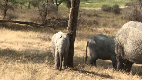 Afrikanisches-Elefantenkalb,-Das-Gegen-Baum-Kratzt