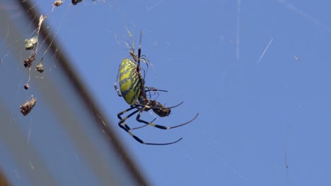Weibliche-Joro-Spinne-Mit-Kindern,-Die-Lebende-Beute-Im-Spinnennetz-Makro-Töten