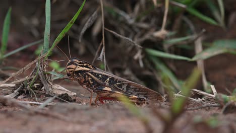 A-brown-Grasshopper-with-stripes-and-red-legs-approaches-a-grass-and-then-eats-the-blade-halfway