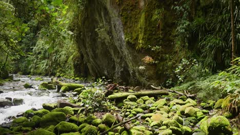 Wasserfall-Im-Tiefen-Regenwald-Neben-Felsen-Und-üppigen-Bäumen